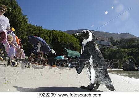 Stock Photo - Jackass Penguin. Fotosearch