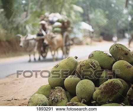 Jackfruit And Ox Cart View Large Photo Image Stock Image - Jackfruit And Ox Cart. Fotosearch