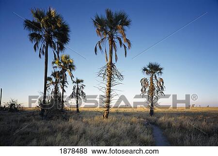 Jack's Camp In Kalahari Desert View Large Photo Image Stock Photo - Jack's Camp In Kalahari Desert. Fotosearch
