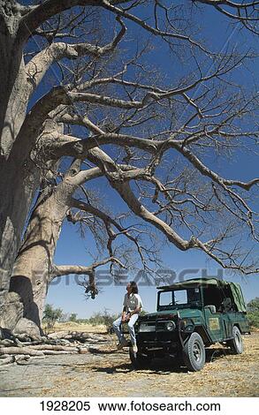Stock Photography - Jack's Camp, Safari Vehicle & Baobab. Fotosearch