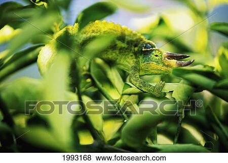Stock Photo - Jackson's Chameleon Blending In To Surrounding Tree Leaves, Bright Green. Fotosearch