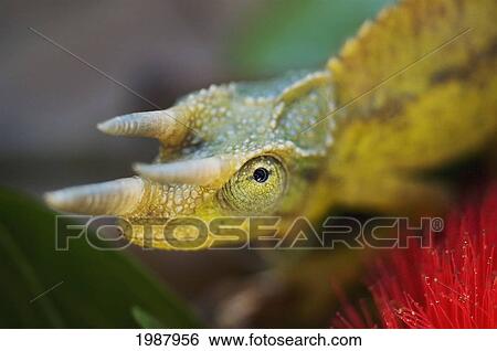 Stock Photograph - Jackson's Chameleon, Cloe-Up Of Head, Selesctive Focus, Ohia Flower In Foreground. Fotosearch