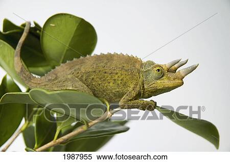 Stock Photography - Jackson's Chameleon Hanging On To Green Tree Leaves. Fotosearch