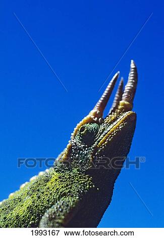 Stock Photo - Jackson's Chameleon, Posing In Daylight With Bright Clear Blue Sky Behind. Fotosearch