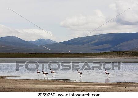 Stock Image - James's Flamingos (Phoenicopterus Jamesi) In Laguna Grande, Sama National Park, Tarija, Bolivia. Fotosearch