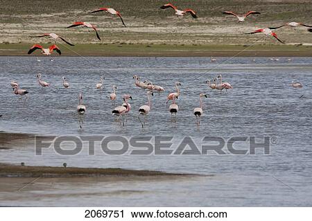 Stock Image - James's Flamingos (Phoenicopterus Jamesi) In Laguna Grande, Sama National Park, Tarija, Bolivia. Fotosearch