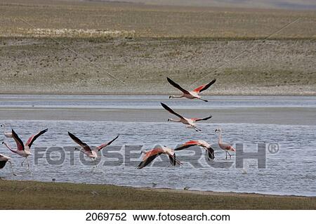 Stock Image - James's Flamingos (Phoenicopterus Jamesi) In Flight, Sama National Park, Tarija, Bolivia. Fotosearch