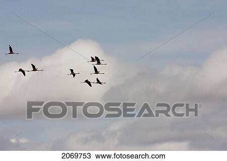 Stock Image - James's Flamingos (Phoenicopterus Jamesi) In Flight, Sama National Park, Tarija, Bolivia. Fotosearch