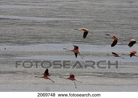 James's Flamingos (Phoenicopterus Jamesi) In Flight, Sama National Park, Tarija, Bolivia View Large Photo Image Stock Photo - James's Flamingos (Phoenicopterus Jamesi) In Flight, Sama National Park, Tarija, Bolivia. Fotosearch