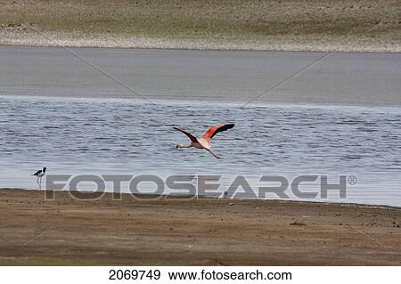 Stock Photo - James's Flamingos (Phoenicopterus Jamesi) In Flight, Sama National Park, Tarija, Bolivia. Fotosearch
