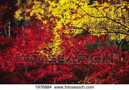 Japan, Autumn Colors Vibrant Red And Yellow Maple Leaves On Tree; Kyoto View Large Photo Image Picture - Japan, Autumn Colors Vibrant Red And Yellow Maple Leaves On Tree; Kyoto. Fotosearch