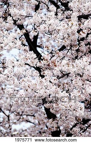 Japan, Cherry Blossom Season; Tokyo, Shinjuku Gyoen Park View Large Photo Image Stock Image - Japan, Cherry Blossom Season; Tokyo, Shinjuku Gyoen Park. Fotosearch