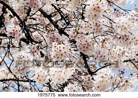 Japan, Cherry Blossom Season; Tokyo, Shinjuku Gyoen Park View Large Photo Image Stock Photography - Japan, Cherry Blossom Season; Tokyo, Shinjuku Gyoen Park. Fotosearch
