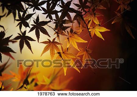 Japan, Kyoto, Colorful Japanese Maple Leaves In Autumn. View Large Photo Image Stock Image - Japan, Kyoto, Colorful Japanese Maple Leaves In Autumn.. Fotosearch