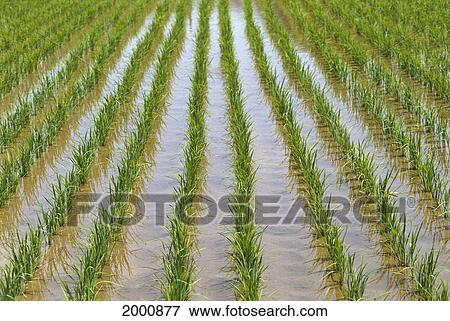 Stock Photo - Japan, Kyushu, View Of Young Rice Shoots Growing In Rows In Large Field, Water. Fotosearch