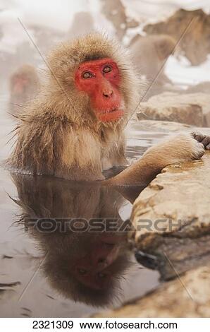 Japan, Nagano-ken, Yudanaka, Japanese Macaque (Macaca fuscata) soaking in hotspring pool in winter near Nagano, in mountains of central Japan View Large Photo Image Stock Photo - Japan, Nagano-ken, Yudanaka, Japanese Macaque (Macaca fuscata) soaking in hotspring pool in winter near Nagano, in mountains of central Japan. Fotosearch