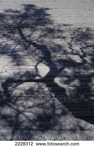 Japan, Shadow Of Tree Over Zen Garden; Kyoto View Large Photo Image Stock Image - Japan, Shadow Of Tree Over Zen Garden; Kyoto. Fotosearch