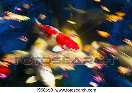 Stock Image - Japan, Tokyo, Koi Fish Blurred Action.. Fotosearch