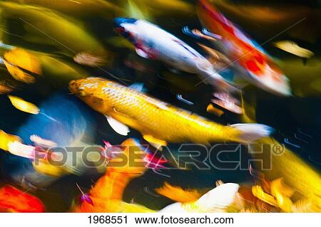 Japan, Tokyo, Koi Fish Blurred Action. View Large Photo Image Stock Image - Japan, Tokyo, Koi Fish Blurred Action.. Fotosearch