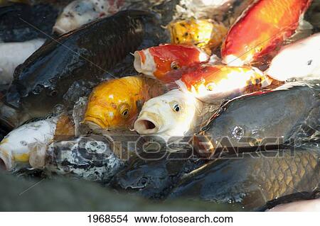 Picture - Japan, Tokyo, Koi Fish Mouths Open Wanting Food.. Fotosearch
