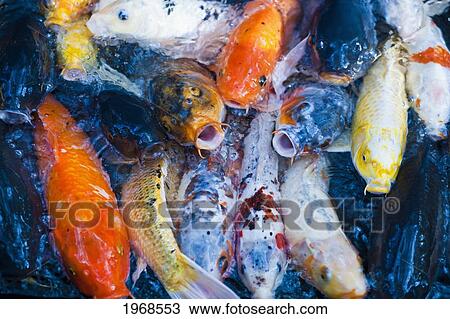 Japan, Tokyo, Koi Fish Mouths Open Wanting Food. View Large Photo Image Stock Image - Japan, Tokyo, Koi Fish Mouths Open Wanting Food.. Fotosearch