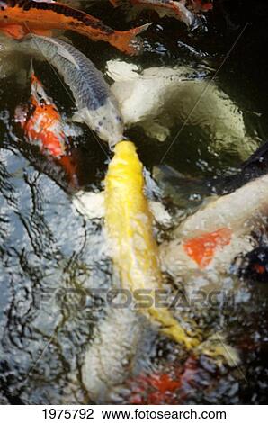 Stock Image - Japan, Tokyo, Koi In Pond.. Fotosearch