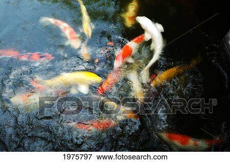 Japan, Tokyo, Koi In Pond. View Large Photo Image Stock Photo - Japan, Tokyo, Koi In Pond.. Fotosearch