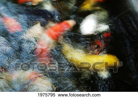 Stock Photography - Japan, Tokyo, Koi In Pond.. Fotosearch
