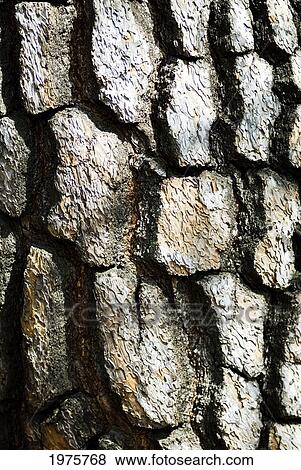 Stock Photo - Japan, Tokyo, Shinjuku Gyoen Park, Thick Tree Bark Patterns.. Fotosearch