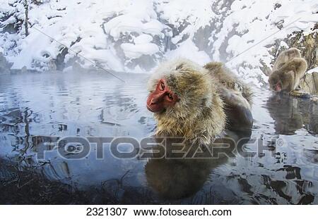 Stock Photo - Japanese Macaque (Macaca fuscata) soaking in hotspring pool; Yudanaka, Nagano-ken, Japan. Fotosearch