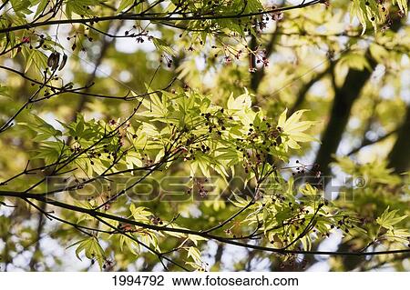 Stock Image - Japanese Maple (Acer Palmatum) Foliage In Dr. Sun Yat Sen Park, Chinatown, Vancouver, British Columbia, Canada. Fotosearch