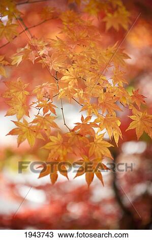 Japanese Maple Tree In Autumn; Honshu Japan View Large Photo Image Stock Image - Japanese Maple Tree In Autumn; Honshu Japan. Fotosearch