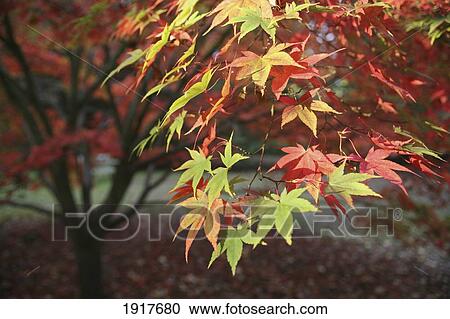 Japanese Maple Tree View Large Photo Image Stock Image - Japanese Maple Tree. Fotosearch