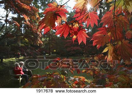 Stock Photo - Japanese Maple Tree. Fotosearch
