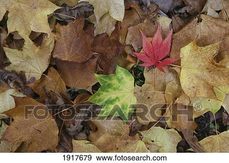 Stock Photo - Japanese Maple Tree. Fotosearch