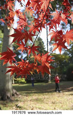 Japanese Maple Tree View Large Photo Image Stock Photograph - Japanese Maple Tree. Fotosearch