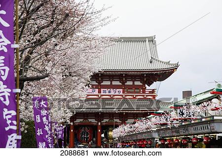Stock Image - Japanese Temple And Cherry Blossom Tree; Tokyo Japan. Fotosearch