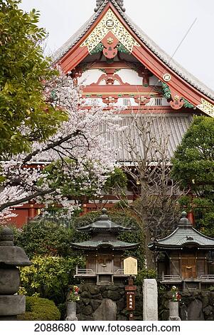 Stock Image - Japanese Zen Temple With Cherry Blossom And Two Small Shrines In Front; Tokyo Japan. Fotosearch