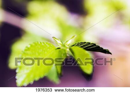 Stock Image - Japonica Tree, Selective Focus On Green Leaves.. Fotosearch