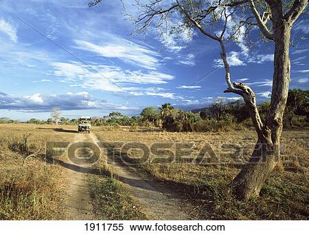 Stock Photography - Jeep Driving Down Track At Dusk, Selous Game Reserve, Tanzania.. Fotosearch