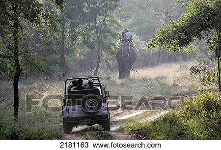 JEEP SAFARI IN BANDHAVGARH PARK MADHYA PRADESH INDIA View Large Photo Image Stock Image - JEEP SAFARI IN BANDHAVGARH PARK MADHYA PRADESH INDIA. Fotosearch