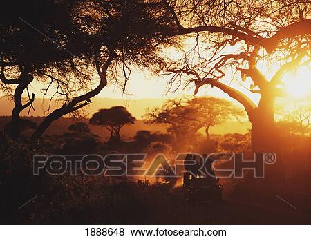 Jeeps At Dusk Beneath Baobab Trees Tarangire National Park View Large Photo Image Stock Photo - Jeeps At Dusk Beneath Baobab Trees Tarangire National Park. Fotosearch