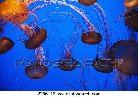 Stock Photograph - Jelly fish underwater in an exhibit; California, United States of America. Fotosearch