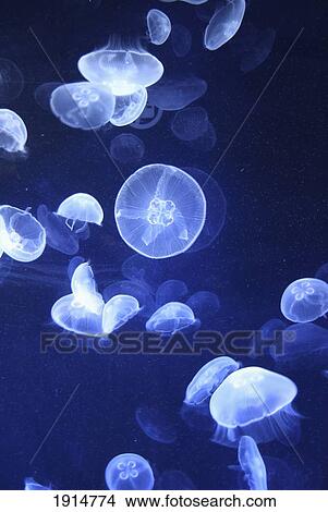 Jellyfish At L'oceanographic Aquarium View Large Photo Image Picture - Jellyfish At L'oceanographic Aquarium. Fotosearch