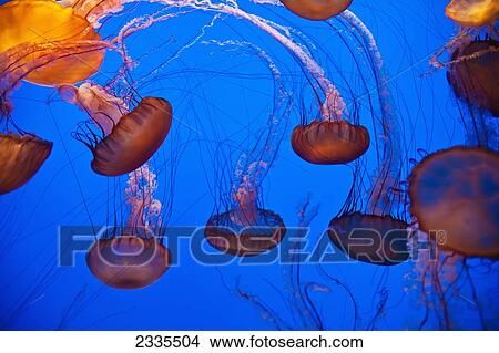 Picture - Jellyfish In Aquarium; California, Usa. Fotosearch