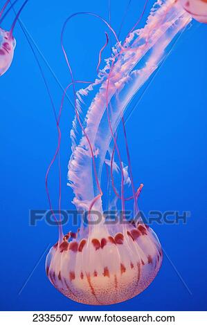 Stock Photo - Jellyfish In Aquarium; California, Usa. Fotosearch