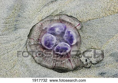 Stock Image - Jellyfish On Beach. Fotosearch