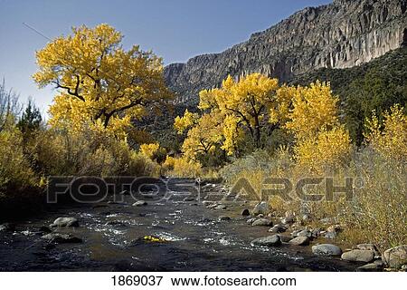 Jemez River With Fremont Cottonwoods (Populus Fremontii) In Autumn; Bonita, California, Usa View Large Photo Image Stock Photo - Jemez River With Fremont Cottonwoods (Populus Fremontii) In Autumn; Bonita, California, Usa. Fotosearch
