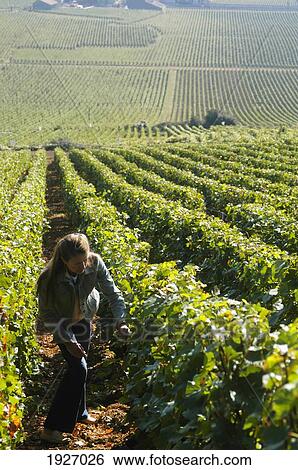 Joanna Simon In The Grand Cru Vineyards View Large Photo Image Stock Photograph - Joanna Simon In The Grand Cru Vineyards. Fotosearch