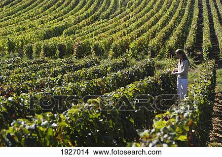 Picture - Joanna Simon Investigating The Grapes. Fotosearch